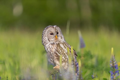 One Ural owl (Strix uralensis) sitting on a branch lying in a field of flowering lupines in late
