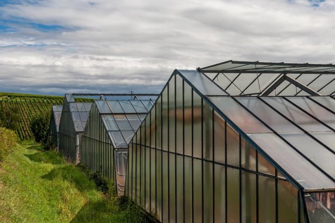 Several greenhouses with glass roofs on green fields under a cloudy sky, Southern Palatinate,