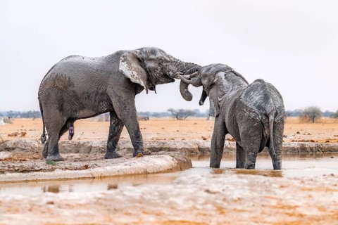 African elephant (Loxodonta africana), adult male, two elephants fighting with their trunks, one