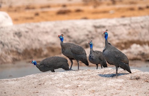 Helmeted guinea fowl (Numida meleagris), four guinea fowl at the waterhole, Nxai Pan National Park,