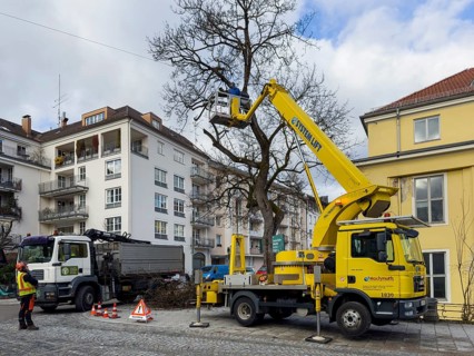 Tree work, Königinstrasse, Munich, Bavaria, Germany, Europe