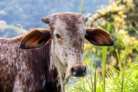 American Brahman (Bos primigenius indicus), Mindo Forest Reserve, Mindo, Ecuador, South America