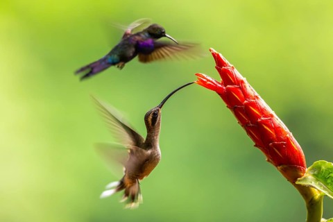 Long-billed Shadow Hummingbird (Phaethornis longirostris), Hummingbird (Trochilidae), Swiftbirds