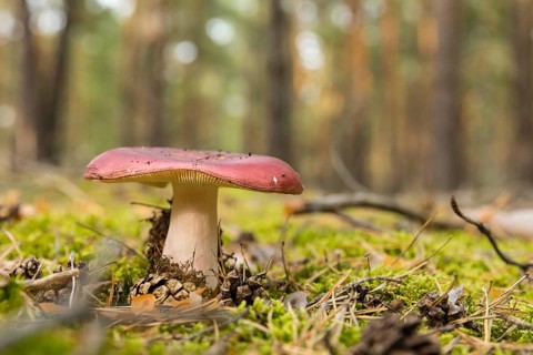Mushroom on the forest floor of a coniferous forest between moss, needles and pine cones,