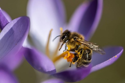 Elfin crocus (Crocus tommasinianus) with honey bee (Apis mellifera), Emsland, Lower Saxony,