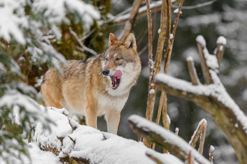 An adult female grey wolf (Canis lupus lupus) stands in the thicket of a sloping, snow-covered