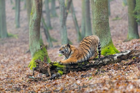 One young female Siberian Tiger, Panthera tigris altaica, sharpening its claws on a dead tree trunk