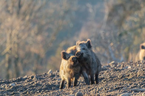 Two young wild boars (Sus scrofa) play fighting and dominance on a frozen field on a sunny day. A