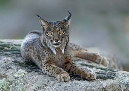 Lynx (Lynx pardinus), portrait, evening, forest, Andalusia Spain