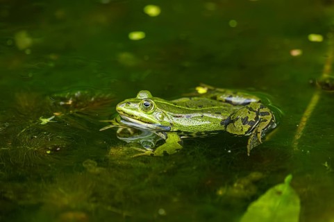 Edible frog (Pelophylax esculentus) in a little lake in the water, Bavaria, Germany, Europe