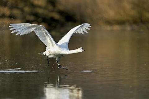 Mute swan (Cygnus olor), taking off from the water, Flachsee, nature reserve, Reusstal, Canton