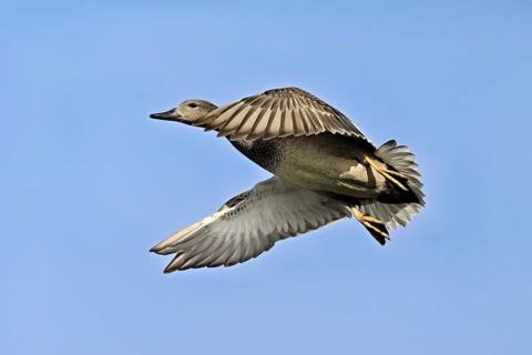 Gadwall (Anas strepera), male in flight, Switzerland, Europe