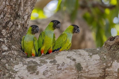 Nanday parakeet (Aratinga nenday), 3 birds on tree, Pantanal, Brazil, South America