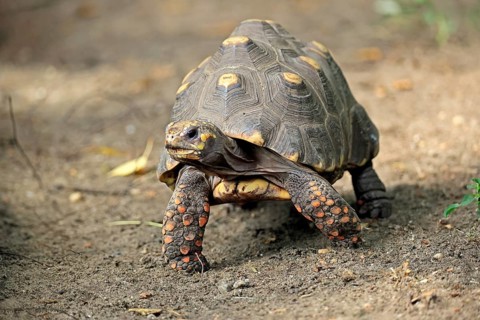 Coal turtle (Geochelone carbonaria), adult, foraging, South America
