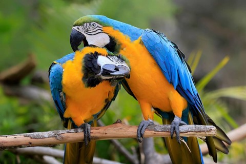 Yellow-breasted Macaw (Ara ararauna), adult, perch, pair, social behaviour, plumage care, South