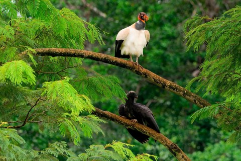 King vulture (Sarcoramphus papa) feeding a chick in a tree, Costa Rica, Central America