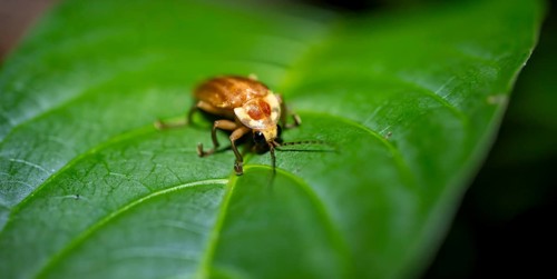 Beetle sitting on a leaf, tropical rainforest at night, Heredia province, Costa Rica, Central