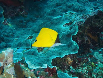 Bright yellow fish, longmouth tilefish (Forcipiger flavissimus), swimming over blue coral reef in