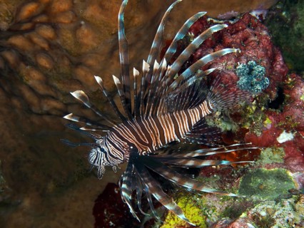 Pacific red lionfish (Pterois volitans) elegantly floating next to colourful corals in the sea,