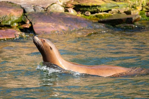 California sea lion (Zalophus californianus), at the shore of the sea, captive, Germany, Europe