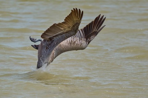 Brown Pelican, (Pelecanus occidentalis), Brown Pelican, fishing in the sea in a dynamic hunting