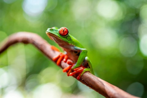 Red-eyed tree frog (Agalychnis callidryas), sitting on a branch, Heredia province, Costa Rica,
