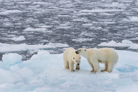 Polar bears (Ursus maritimus) on the pack ice at 82 degrees north on an ice floe, mother with cubs,