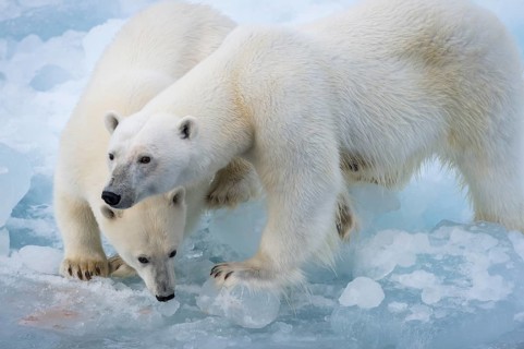Polar bears (Ursus maritimus) on the pack ice at 82 degrees north, mother with cubs, Svalbard