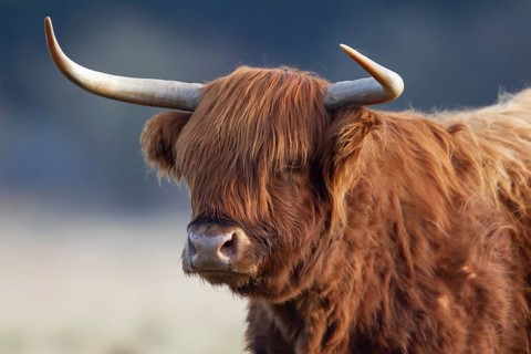 Highland cattle or cow (Bos taurus taurus) adult farm animal head portrait, England, United