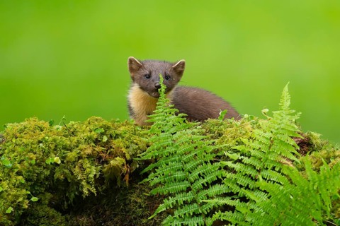European pine marten (Martes martes) adult animal on a moss covered tree stump, Scotland, United