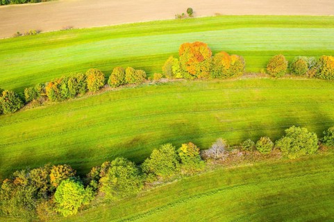 Hedge structure as lines, vertical aerial view in autumn, Mildenau, Erzgebirge, Saxony, Germany,