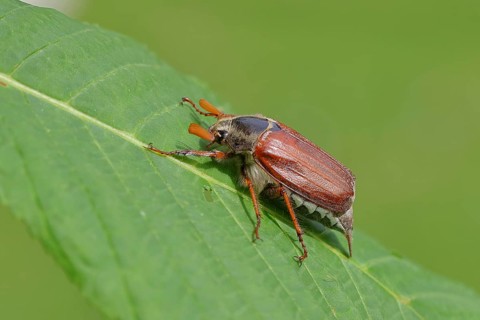 Wood cockchafer (Melolontha hippocastani), male, on a leaf of a horse chestnut (Aesculus