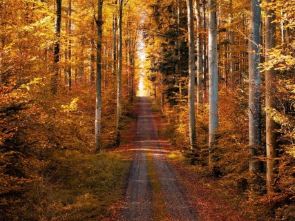 A natural path through an autumnal forest in golden and orange tones, Gechingen, Black Forest,