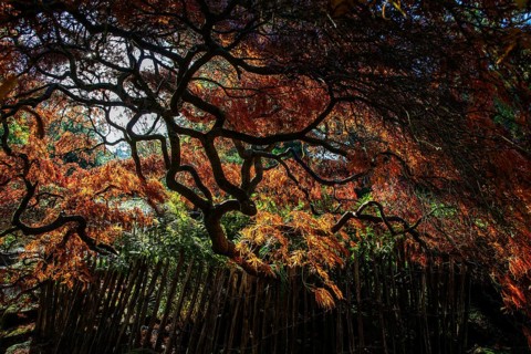 Fan maple (Acer palmatum), picket fence, autumn colours, backlight, Japanese Garden, Zoological