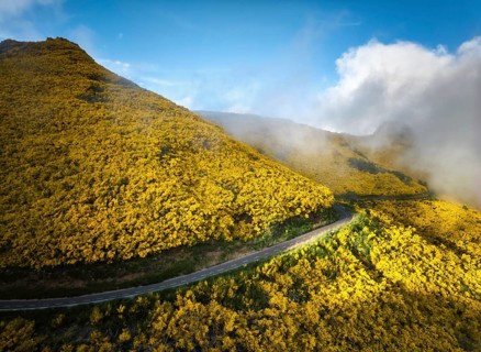 Aerial view of road among yellow Cytisus blooming shrubs near Pico do Arieiro, Portugal in clouds