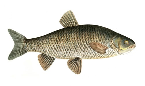 Fish, Fish, genus of carp fish, Cyprinus jeses, the Chub, Historical, digitally restored