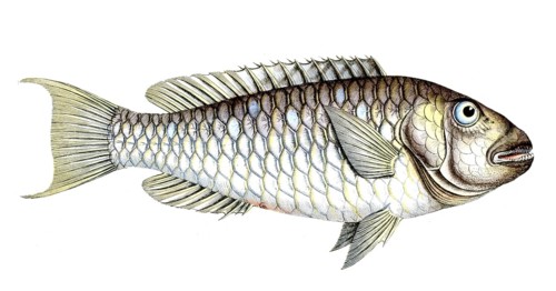 Fish, Fish, Sea bream family, Sparus abildgaardi, Historical, digitally restored reproduction from