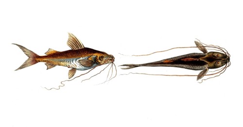 Fish, Fish, Fish genus from the family of the true catfishes within the order of the catfishes,