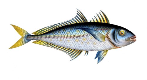 Fish, Fish, Group of perch relatives, Scomber plumieri, the plumier's mackerel, Historic, digitally