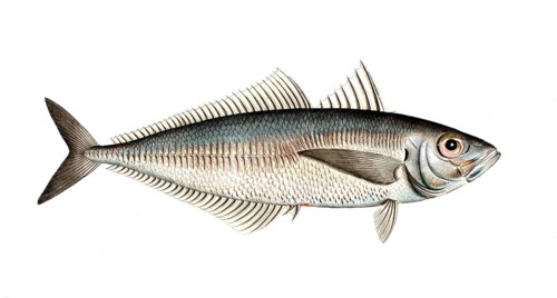 Fish, Fish, Group of perch relatives, Scomber trachurus, Historical, digitally restored