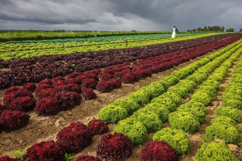 Soest, Sauerland, North Rhine-Westphalia, Germany - Vegetable cultivation, lettuce plants grow in