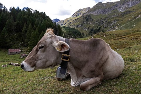 Bark (Bos taurus) lies in the grass, Sambuco Valley, Vale Sambuco, near Fusio, Lavizzara, Canton