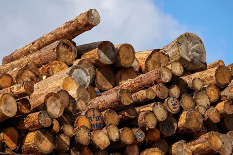 Duisburg, North Rhine-Westphalia, Germany, timber yard, logs stored for export in the Port of