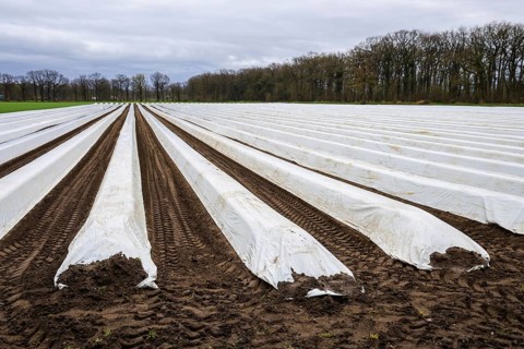 Wesel, North Rhine-Westphalia, Germany, asparagus field, asparagus cultivation under foil, foil