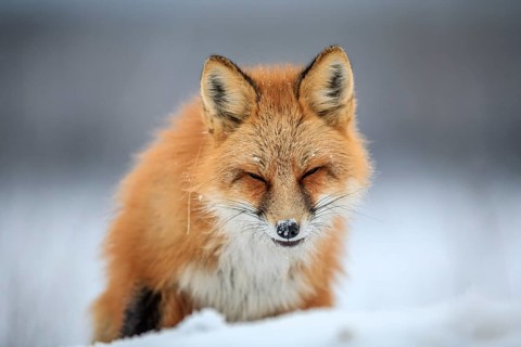 Red fox (Vulpes vulpes), fox, standing in the snow, frontal, portrait, winter, Klondike Highway,