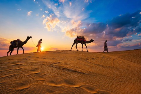 Indian cameleers camel drivers bedouin with camel silhouettes in sand dunes of Thar desert on