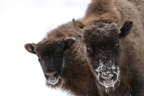 Two bison, one adult and one juvenile, standing in the snow, covered with frost, bison (Bos