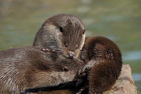 Two otters cuddling together, otter (Lutra lutra), Bavaria