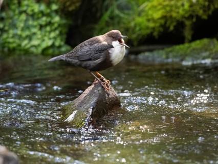 Common Dipper (Cinclus cinclus), adult bird perched on a stone in a hill stream, singing, Hesse,