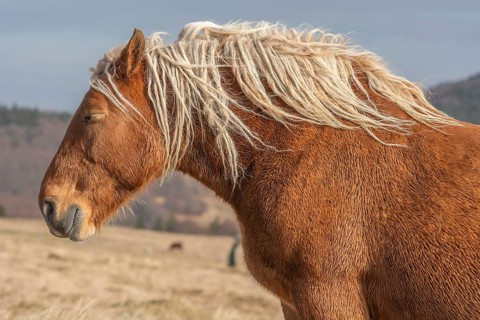 A brown horse with long hair is standing in a field. The horse has a relaxed expression on its face